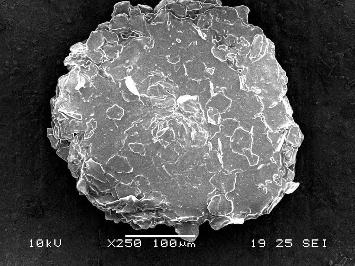 microscopic picture of dandruff