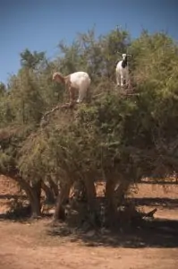 goats climbing argan tree