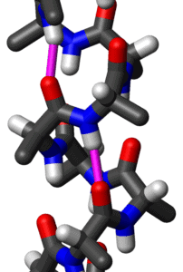 Side view of an α-helix of alanine residues in atomic detail.