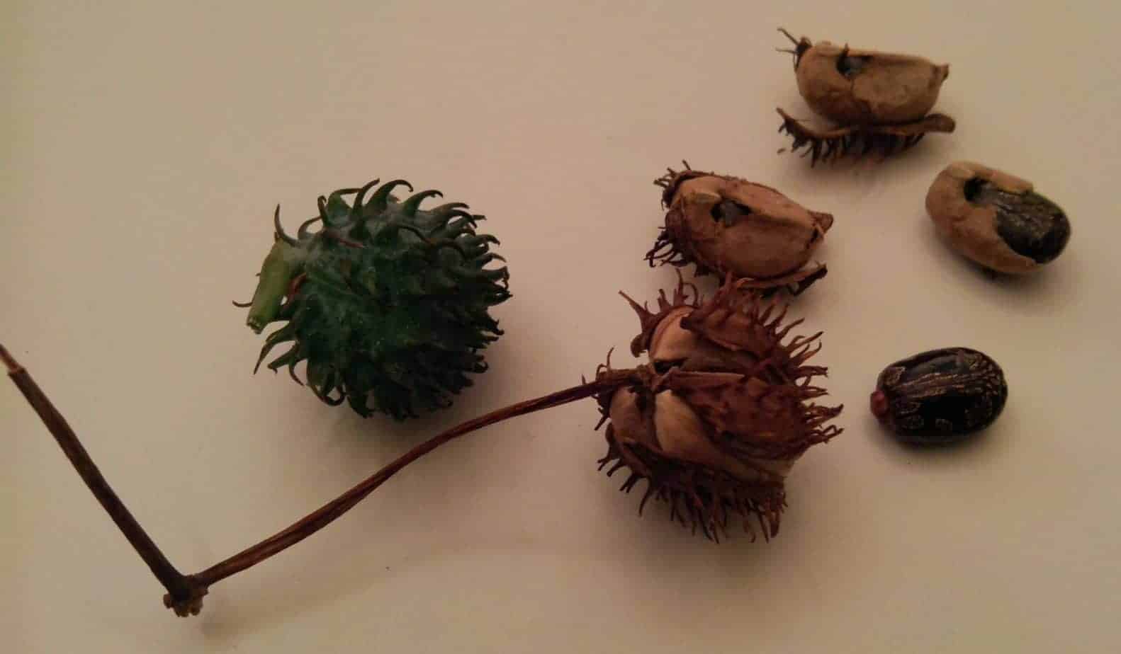 Dried and fresh castor oil plant seeds that can be used to make cold-pressed castor oil.