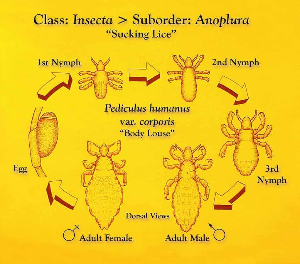 head lice lifecycle