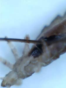 head louse gripping a human hair