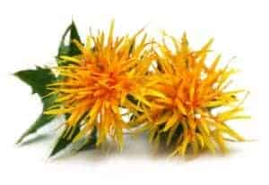 Yellow & red safflower plant with essential fatty acids with safflower seeds.