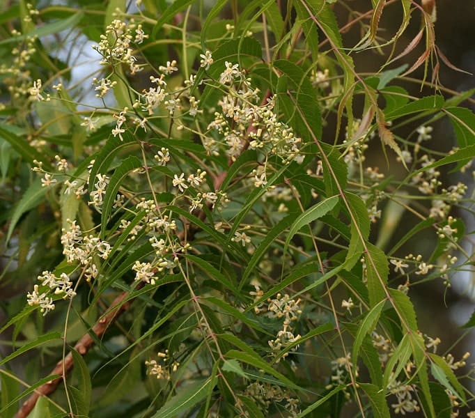 The Benefits of Neem Oil for Hair, Scalp, and Skin Conditions 8 neem tree plant