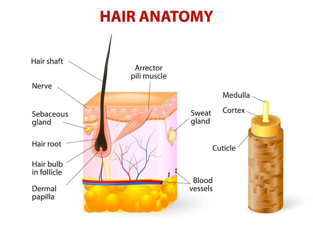 Human hair anatomy