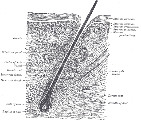 Image showing how the hair behaves and its ability to absorb and retain moisture