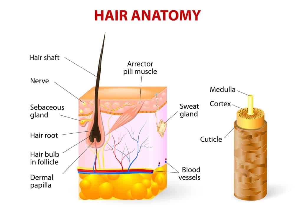 Diagram of a hair follicle in a cross section of skin layers