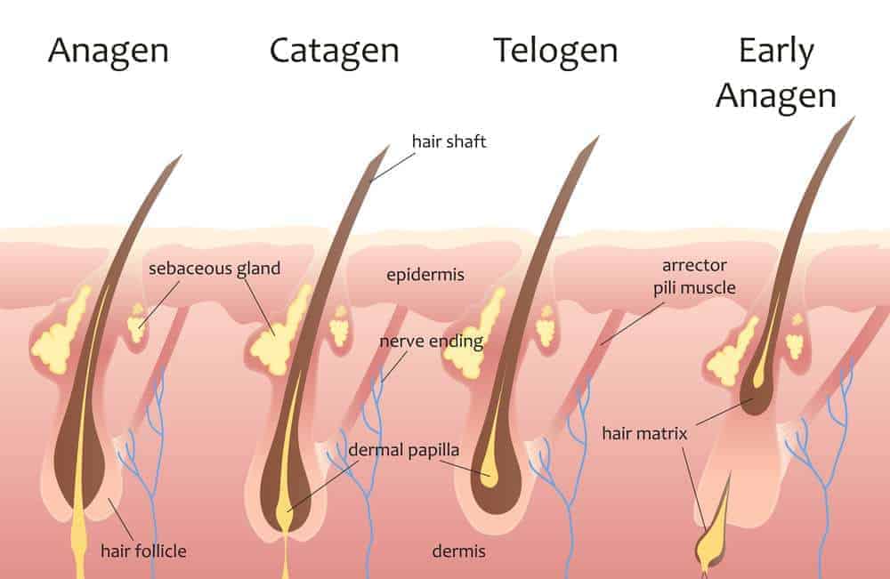 hair growth cycle