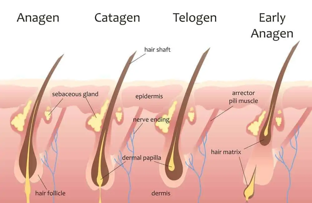 Chart showing the hair growth cycle including the anagen, catagen, telogen and early anagen phase, and the hair follicle, sebaceous gland, hair shaft, epidermis, nerve ending, dermal papilla, hair matrix, and arrector pili muscle.