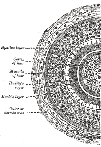 Image shows the structure of a healthy hair strand for a curly hair type