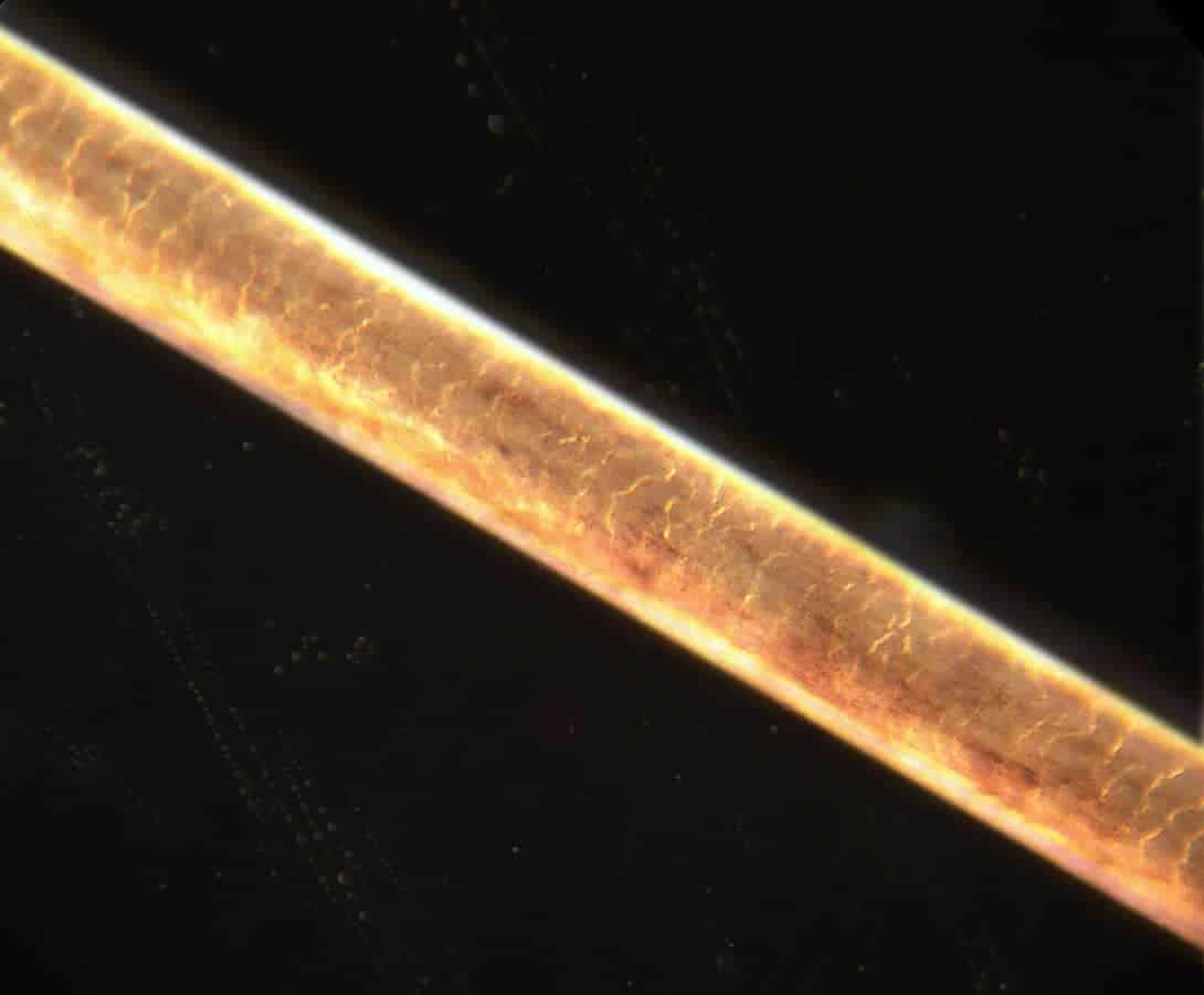 This image shows a magnified (200x) human hair strand as we study hair damage mechanisms