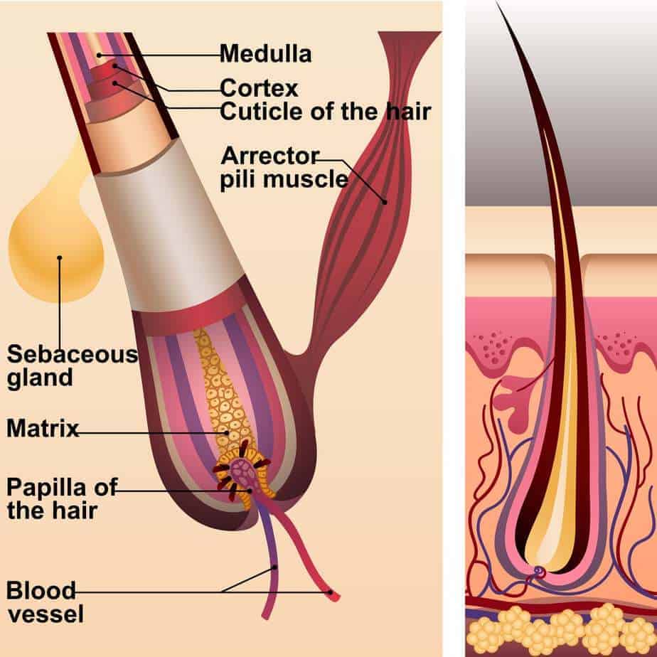 common structure with the cortex surrounded by a cuticle layer