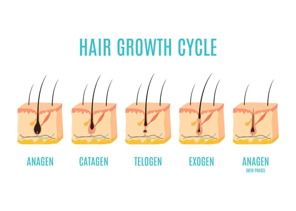 The hair growth cycle spans anagen, catagen, telogen, and exogen. Then anagen starts over.