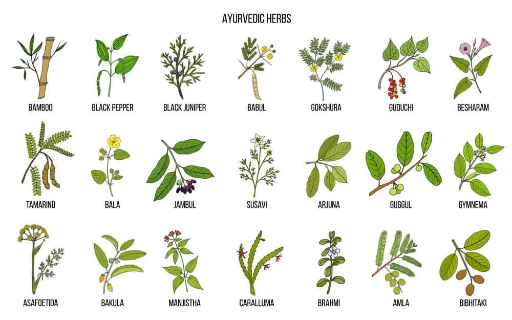 Ayurvedic Hair Growth: How to Use Ayurveda Hair Oil & Herbs 13 This vibrant infographic illustrates the diverse range of Ayurvedic herbs known for promoting hair growth and enhancing overall hair health.
