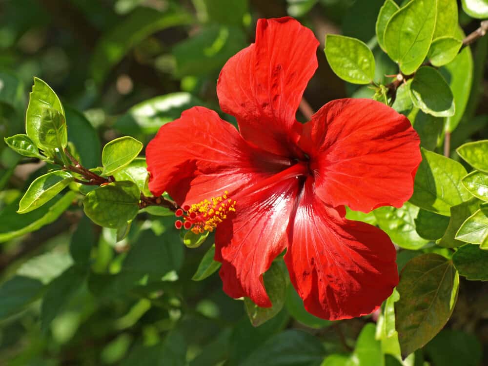 A red hibiscus flower stimulates hair growth by reducing thinning hair strands and other hair-related problems and issues.