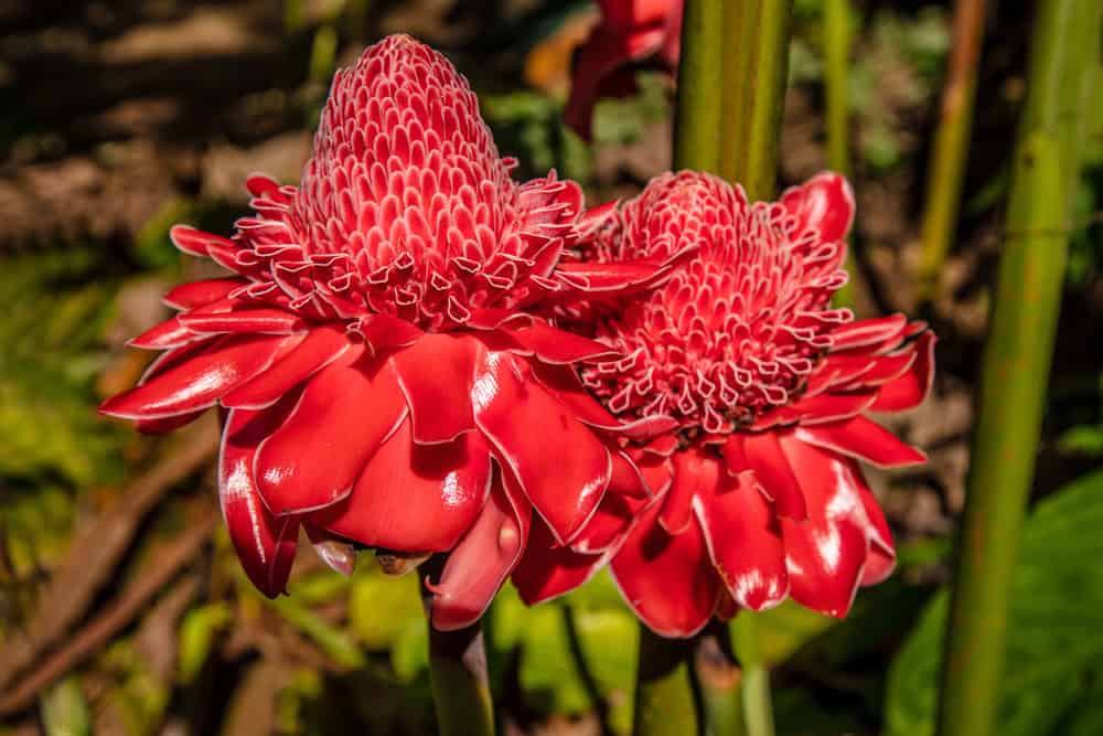 Vivid red ginger plant, showcasing the natural red tones that resemble red hair.