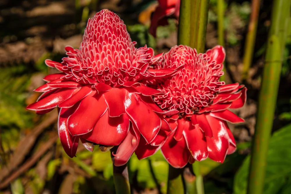 Torch Ginger С†РІРµС‚РѕРє