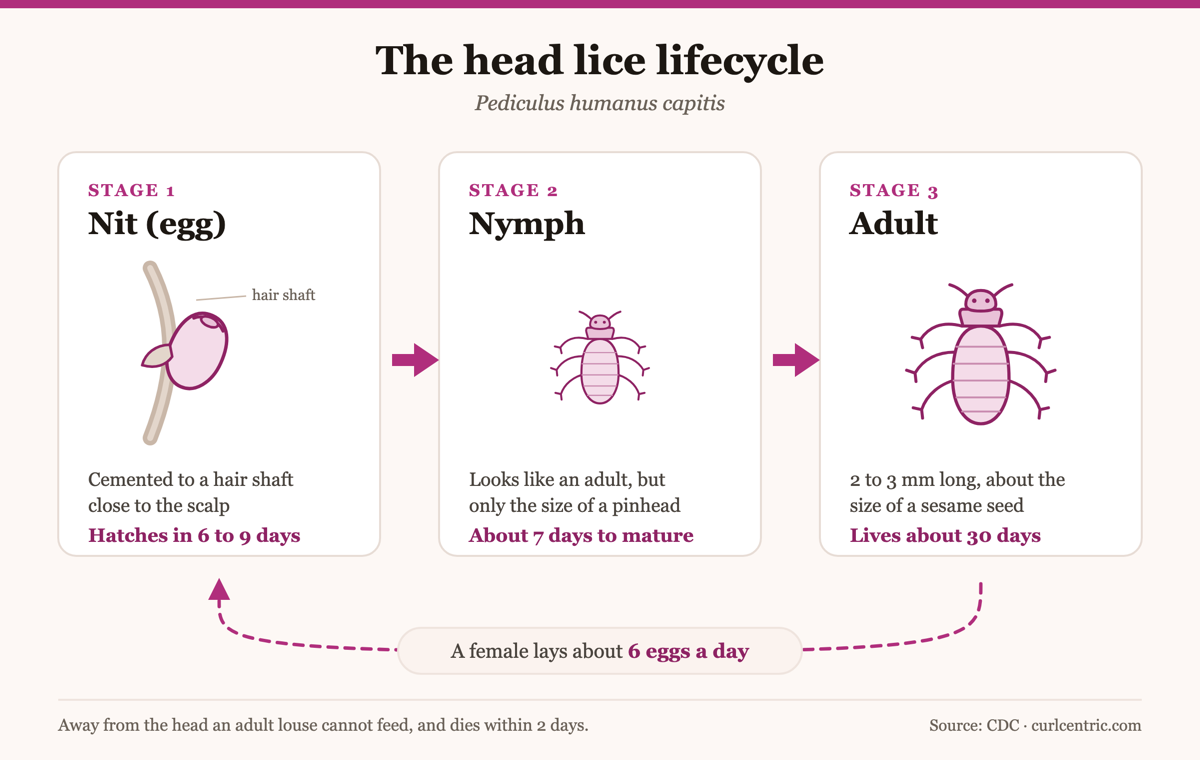 Diagram of the head lice lifecycle in three stages: a nit on a hair shaft, a nymph, and an adult louse
